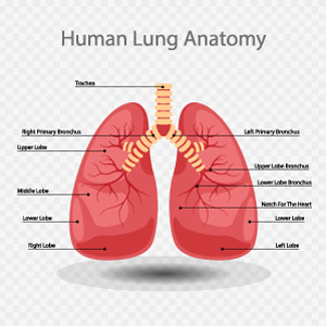 Lung Anatomy